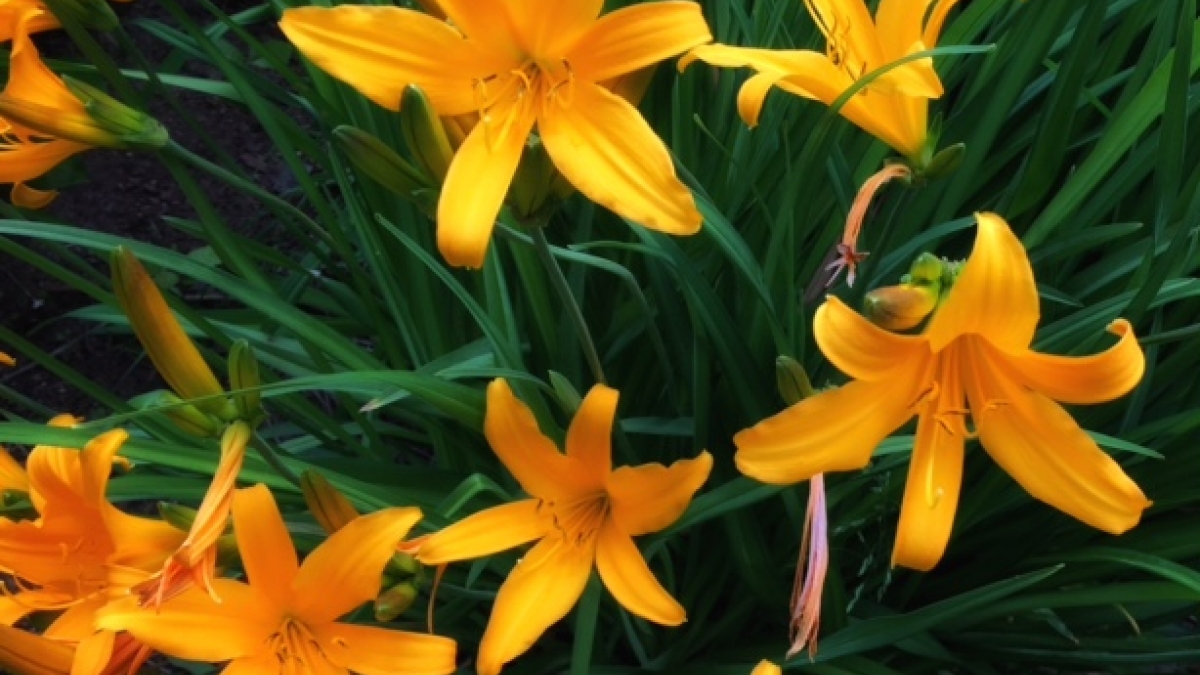 photo for Our Veterans… page