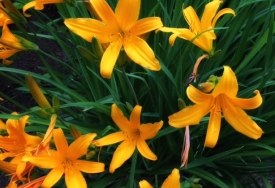 photo for Our Veterans…