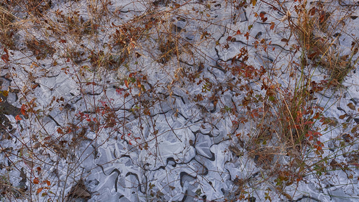 Winter Leaves  2020 Patricia Crutchfield