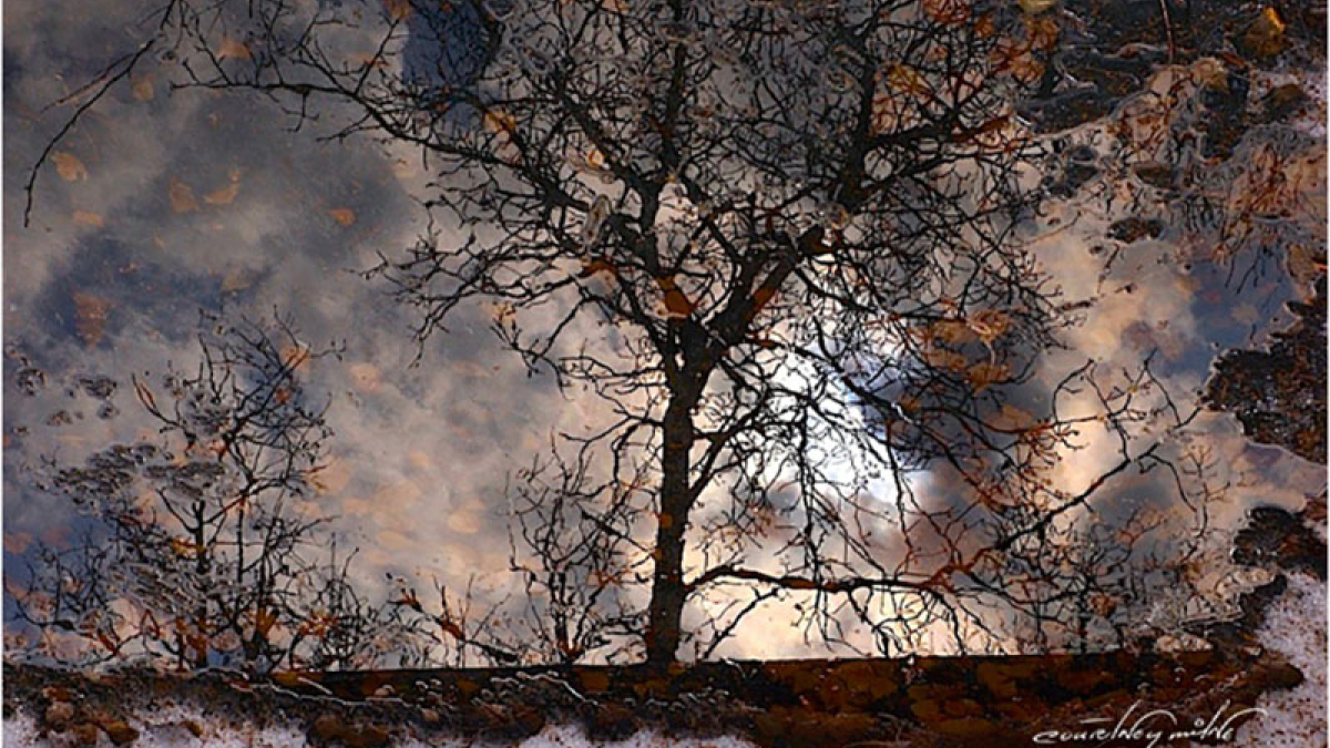 Genesis © Courtney Milne