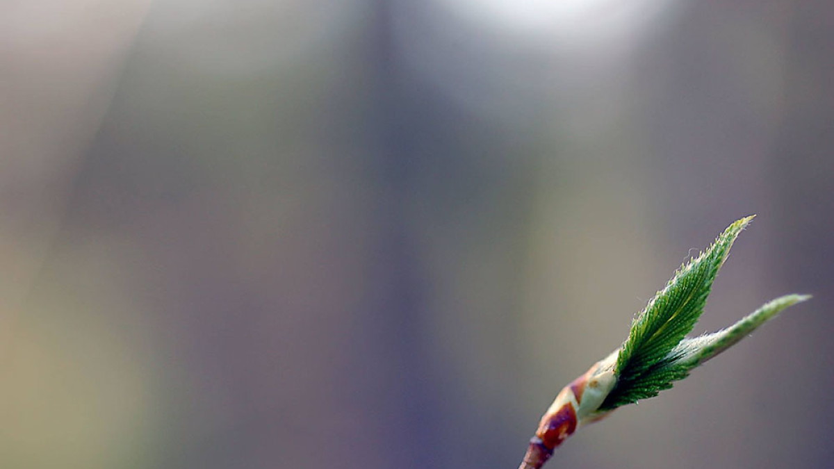 Leaf Opeing © 2004 Julius Lester only $300