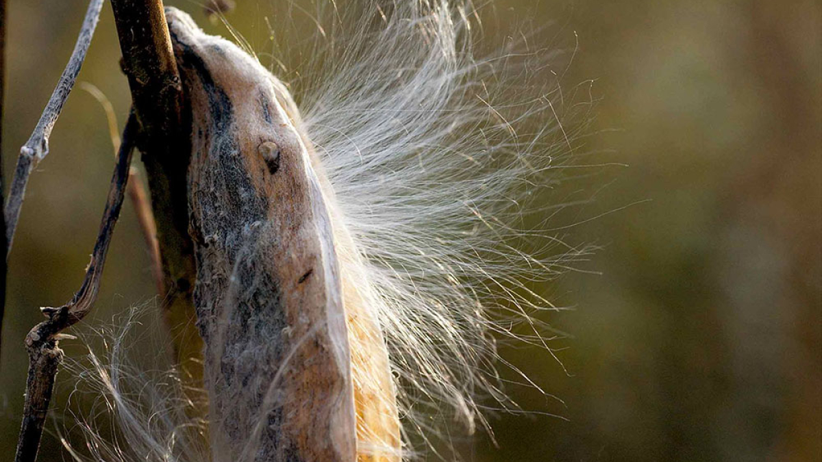 Milkweed 2 © Julius Lester only $300