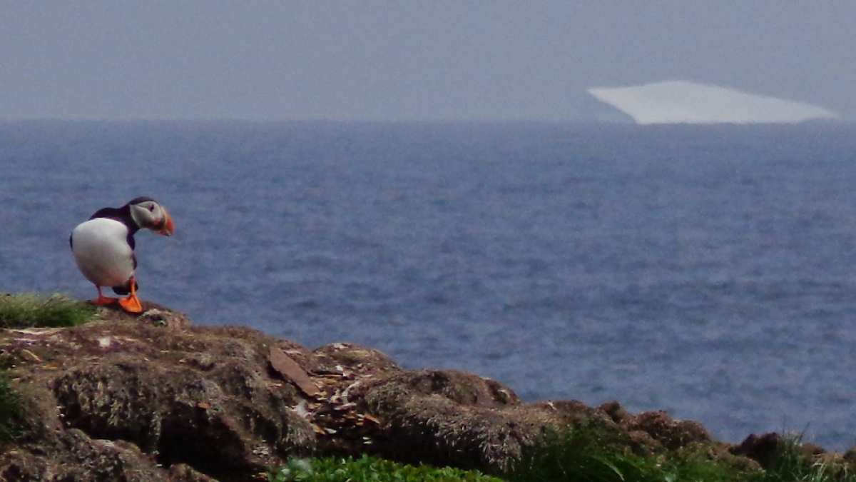 “Puffin and Iceberg” by Mike Root