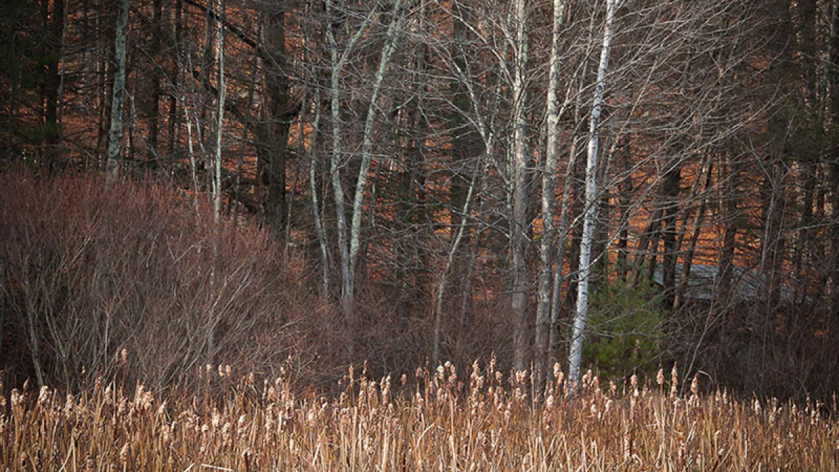 The End of the Fall © 2019 Rosemary Polletta