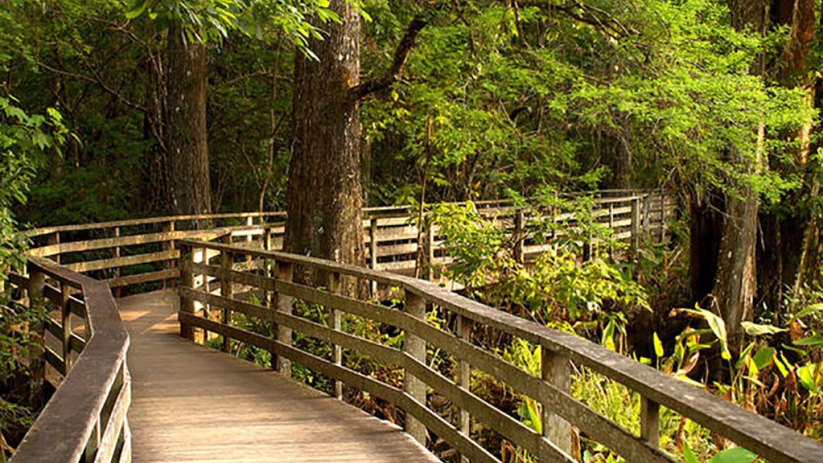 Corkscrew Swamp_Florida © 2023 Robert Floyd