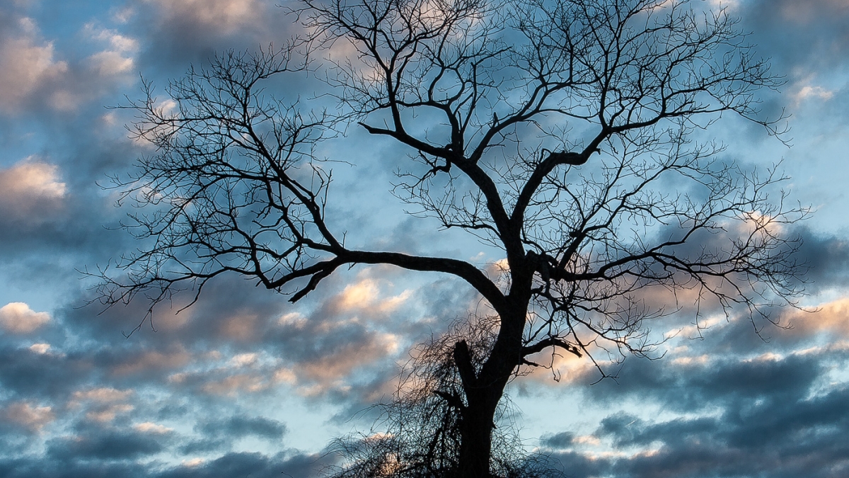 Struggle For Survival © Vern Wells, 2018