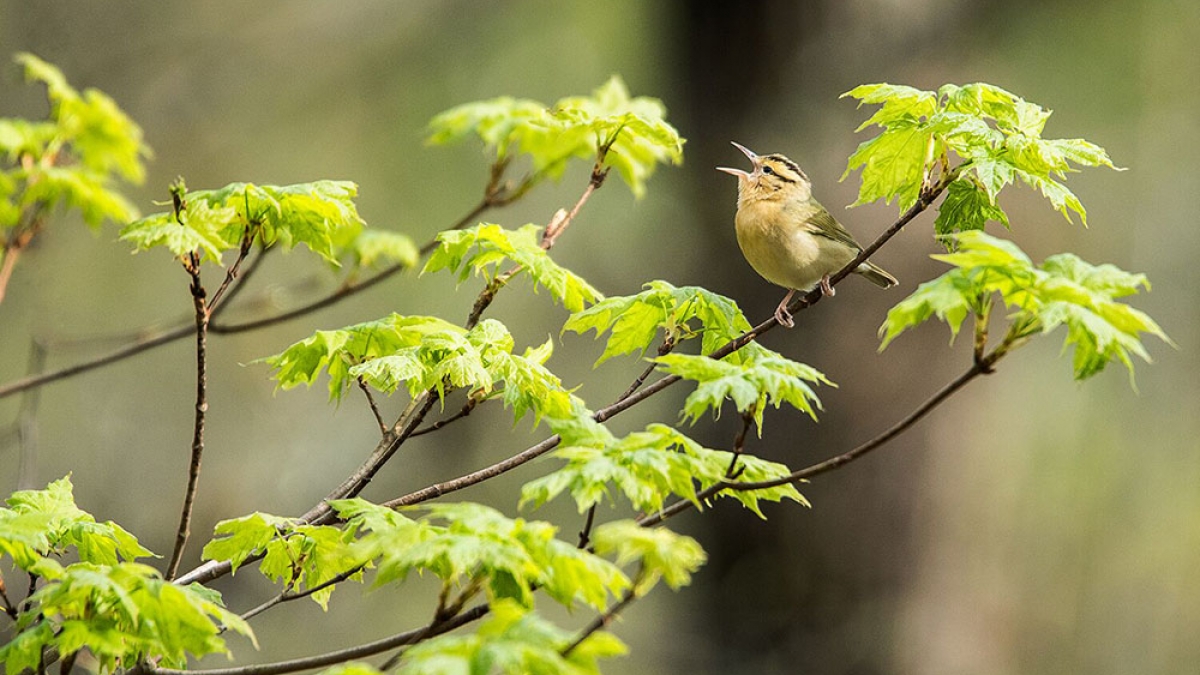 Worm Eating Warbler ©Derek Allard_2018