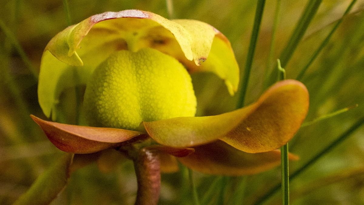 Hawley Bog Plant created on a field trip © 2014 Robert Floyd